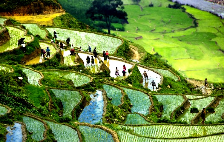 beautiful rice terraces in Vietnam rainy season